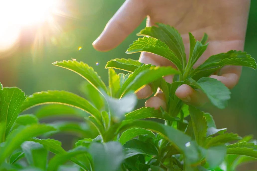 Is Stevia Safe for Daily Consumption? Benefits, Myths & Scientific Facts